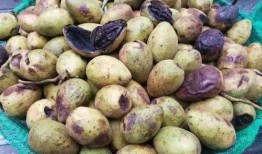 塔子山吃瓜,畅享清凉，品味生活