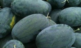 仙桃吃瓜直播间,揭秘娱乐圈幕后故事