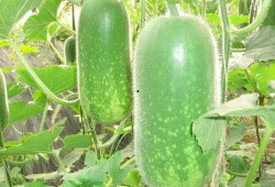 梦见我分瓜吃瓜啥意思,瓜分喜悦，共享生活的美好寓意