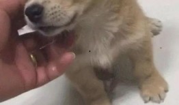 土狗吃瓜的视频,欢乐无限，带你领略田园生活趣味