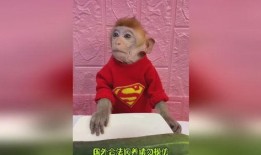 带你吃瓜神奇动物,带你探索神奇动物世界的奇妙之旅