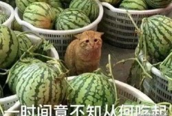 吃瓜访客,网络舆论场中的旁观者与参与者