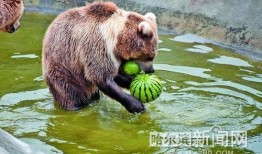 动物吃瓜反应,趣味反应背后的科学奥秘