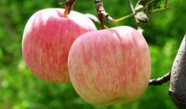 苹果15印度生产吃瓜,揭秘全球科技巨头的新制造基地”