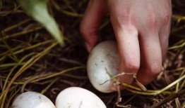 鸡鸭吃蓝瓜吗,一场奇妙的跨界食趣之旅