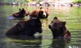 动物吃瓜反应,趣味反应背后的科学奥秘