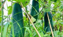 吃瓜炸裂劲爆,揭秘娱乐圈幕后真相