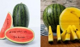 y y吃瓜,揭秘y y吃瓜背后的故事