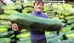 吃瓜第50天,回顾瓜界风云，揭秘幕后真相