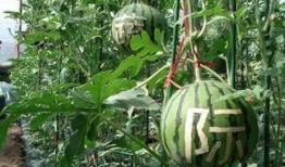 销售吃瓜搞笑,销售界的欢乐盛宴