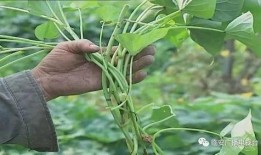 怀仁大地吃瓜,瓜果飘香，品味田园生活