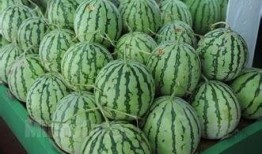 吃瓜粉卖什么赚钱,如何通过卖瓜赚钱的秘诀解析