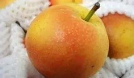 锦州大专吃瓜,揭秘校园里的那些“瓜”