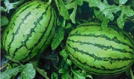 吃瓜为何是西瓜,西瓜如何成为“吃瓜”文化的代名词