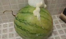 51泡泡吃瓜下载,揭秘热门话题背后的真相与趣味