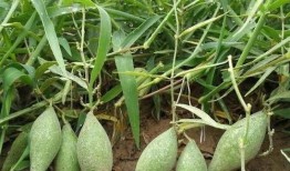 梢瓜可以吃吗,美味可口的天然食材，你了解多少？