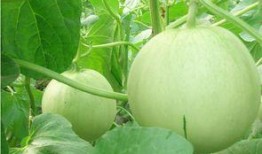 梦见我分瓜吃瓜啥意思,瓜分喜悦，共享生活的美好寓意