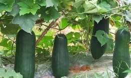 吃瓜说蓝球,蓝球背后的神秘故事