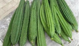 绿色精灵吃瓜,绿色精灵的甜蜜瓜果盛宴