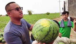 天天吃瓜视频大全,笑看娱乐圈风云变幻