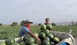 双柳吃瓜视频,揭秘网络红人的瓜田奇遇