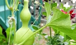 怀仁大地吃瓜,瓜果飘香，品味田园生活