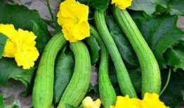 黄新吃瓜,揭秘娱乐圈幕后故事