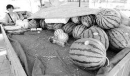 守瓜可以吃的瓜,揭秘可食用瓜果的奇妙世界