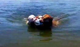 吃瓜阿鹿,揭秘娱乐圈背后的那些事儿