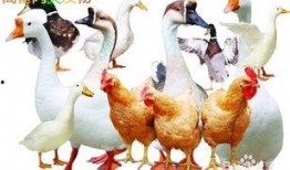 鸡鸭吃蓝瓜吗,一场奇妙的跨界食趣之旅