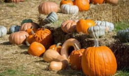 吃张岗的瓜,一场舌尖上的美食之旅