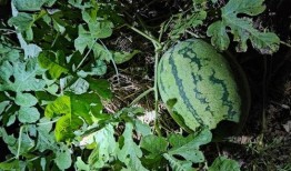 守瓜可以吃的瓜,揭秘可食用瓜果的奇妙世界