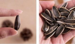 切瓜群众吃瓜子,品味生活的点点滴滴