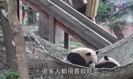 panda吃瓜群众,揭秘动物界的“八卦”达人