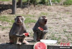 动物吃瓜反应,趣味反应背后的科学奥秘