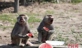 动物吃瓜反应,趣味反应背后的科学奥秘