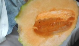 吃哈密瓜没洗,体验原汁原味的甜蜜诱惑