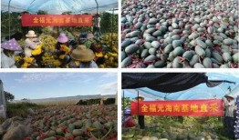 全福元地下吃瓜,吃瓜群众的味蕾盛宴