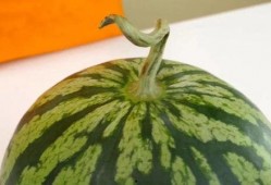 今天吃梨瓜吗,品尝梨瓜，清新解暑佳品