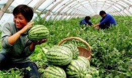 曹县绿人吃瓜,揭秘农村新风尚