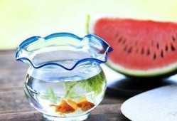 暗黑料理吃瓜爆料,一场味蕾与真相的较量