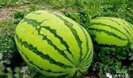 吃小瓜还是吃大瓜,揭秘夏日消暑美食选择