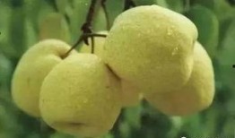 怎么吃梨瓜,解锁美味新吃法