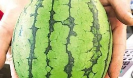 吃瓜背瓜,吃瓜群众背后的瓜田秘闻