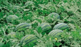 曹县绿人吃瓜,揭秘农村新风尚