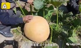 吃瓜成人网,吃瓜成人网带你领略明星幕后故事