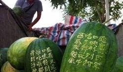 郑州吃瓜,一网打尽那些让人“吃瓜”欲罢不能的佳肴