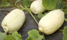 吃银瓜图片,揭开古老传说中的美味之谜