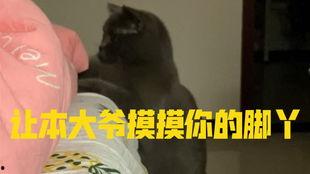 带你吃瓜小天才,带你领略“带你吃瓜小天才”的趣味人生
