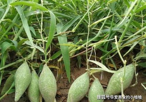梢瓜可以吃吗,美味可口的天然食材，你了解多少？